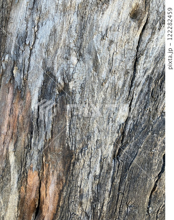 樹皮が剥がれた木 122282459
