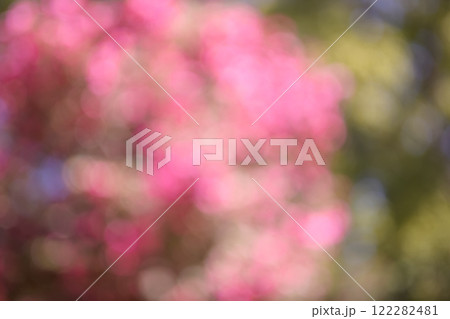 ピンク 花 冬 木漏れ日 アウトフォーカス  背景素材 122282481