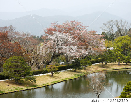 修学院離宮 上離宮 浴龍池と桜 修学院離宮 上離宮 浴龍池と桜 122282530