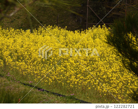 修学院離宮　田園風景　菜の花 122282721