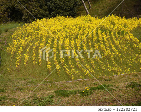 修学院離宮　田園風景　菜の花 122282723