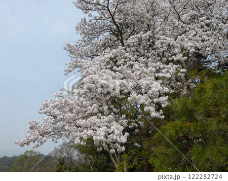 修学院離宮の桜 修学院離宮の桜 122282724