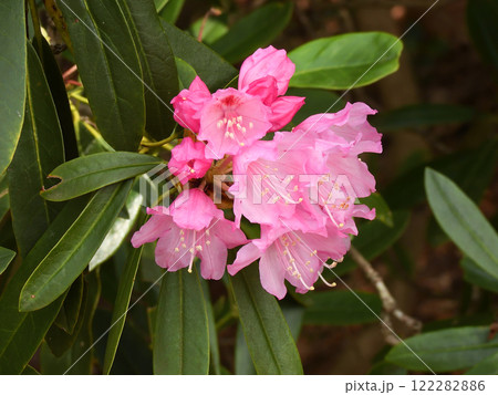 修学院離宮 石楠花 修学院離宮 石楠花 122282886