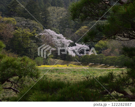 修学院離宮　田園風景と桜 122282887