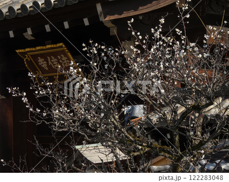法住寺　山門と白梅 122283048