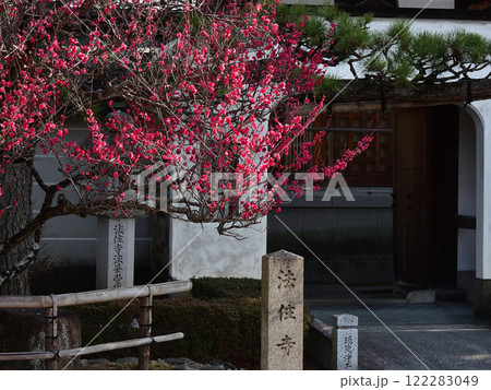 法住寺　竜宮門と八重紅梅 122283049