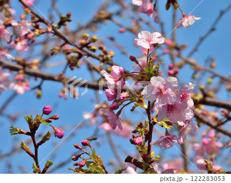 法住寺　河津桜 122283053