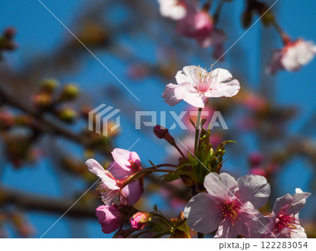 法住寺 河津桜 法住寺 河津桜 122283054
