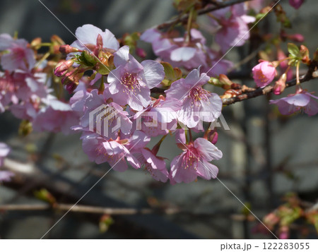 法住寺　河津桜 122283055