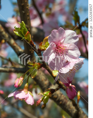 法住寺 河津桜 法住寺 河津桜 122283057