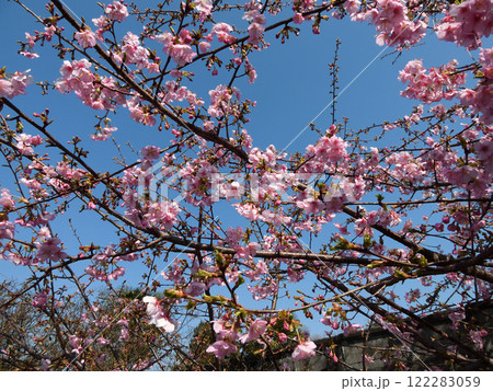 法住寺 河津桜 法住寺 河津桜 122283059