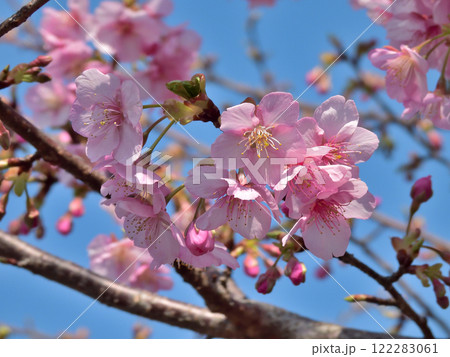 法住寺 河津桜 法住寺 河津桜 122283061