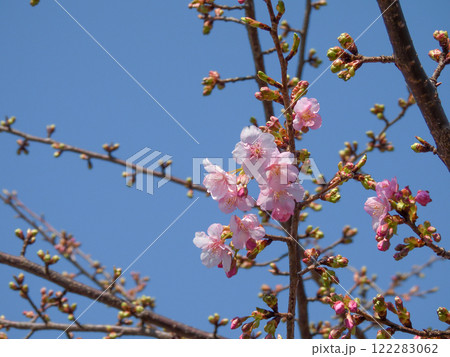 法住寺 河津桜 法住寺 河津桜 122283062