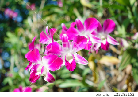 Vibrant pink orchids bloom beautifully against lush green background, showcasing their delicate petals and natural elegance 122283152