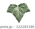 蔦の葉素材 122283180