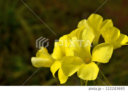 オオキバナカタバミ 122283693