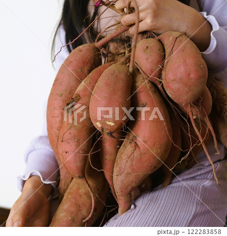豊作のサツマイモを抱えた少女 122283858