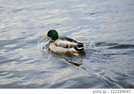 ハイドパークの湖畔の鳥 122284045