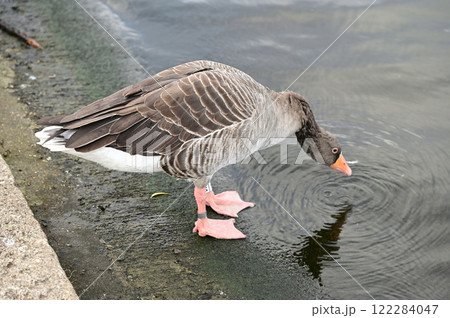 ハイドパークの湖畔の鳥 122284047