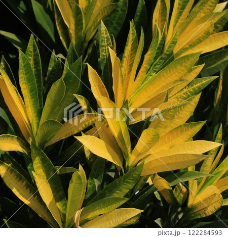 Codiaeum variegatum, colorful leaves nature background. Codiaeum variegatum, colorful leaves nature background. 122284593
