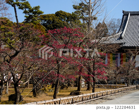 智積院 紅梅 智積院 紅梅 122284631