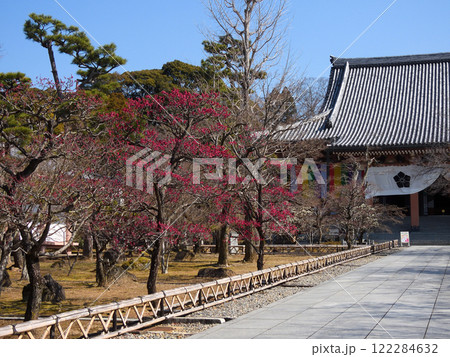 智積院 紅梅 智積院 紅梅 122284632