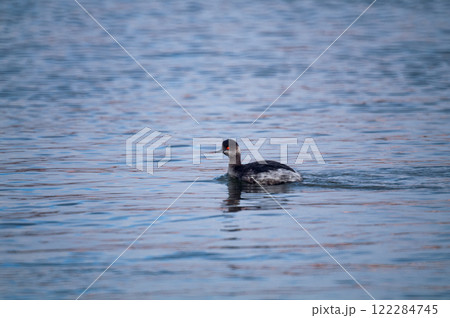 信濃川・やすらぎ堤の羽白鳰(はじろかいつぶり) 122284745