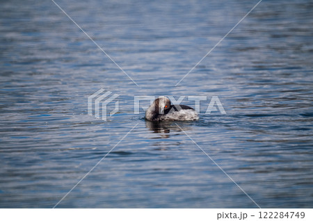 信濃川・やすらぎ堤の羽白鳰(はじろかいつぶり) 122284749