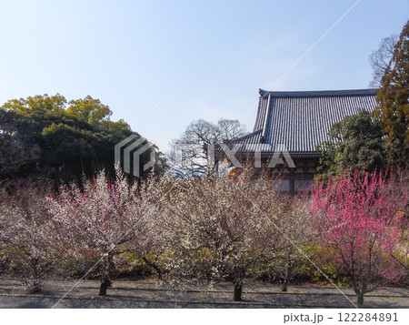 智積院 紅梅白梅 智積院 紅梅白梅 122284891