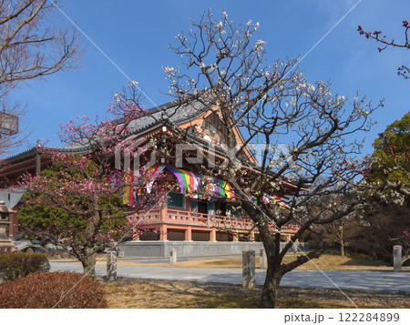 智積院　紅梅白梅と金堂 122284899