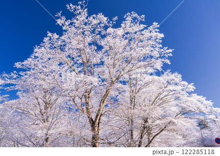 《山梨県》山中湖湖畔の樹氷・雪景色の山中湖村 《山梨県》山中湖湖畔の樹氷・雪景色の山中湖村 122285118