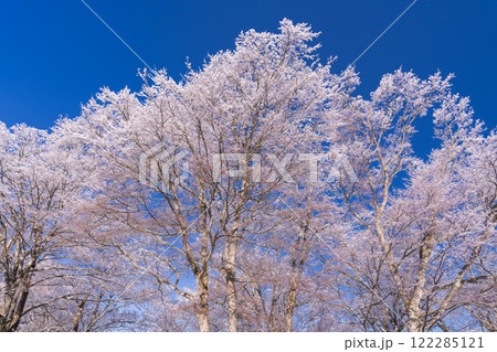 《山梨県》山中湖湖畔の樹氷・雪景色の山中湖村 《山梨県》山中湖湖畔の樹氷・雪景色の山中湖村 122285121