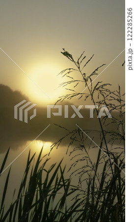 Grass silhouettes with dew drops against the background of the rising sun 122285266