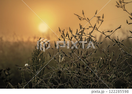 Weeds at sunrise in the autumn foggy field Weeds at sunrise in the autumn foggy field 122285598
