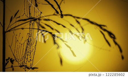Grass silhouettes with dew drops against the background of the rising sun 122285602