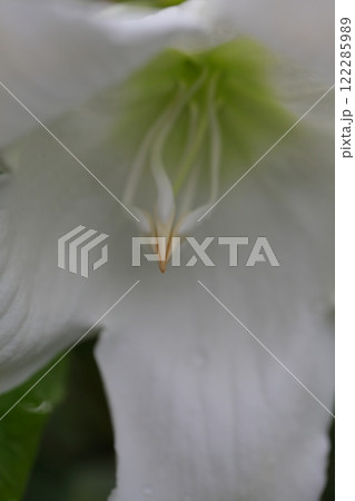 ボーモンティア・ムルティフロラの花 122285989