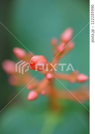 メディニラ・スコルテキニーの花の蕾 122285990