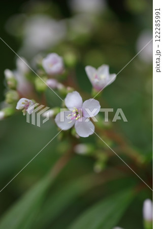 ケントタデニア・フロリブンダの花 ケントタデニア・フロリブンダの花 122285991
