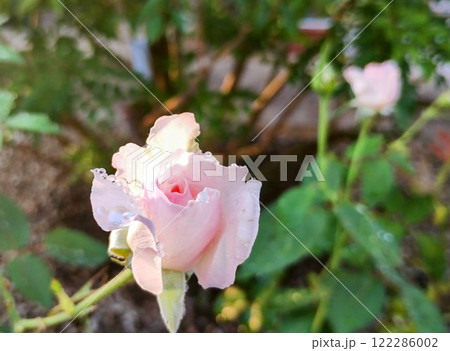 プリンセステンコー 122286002