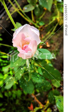 プリンセステンコー プリンセステンコー 122286047