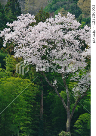 山に咲く山桜(雲南市) 山に咲く山桜(雲南市) 122286053