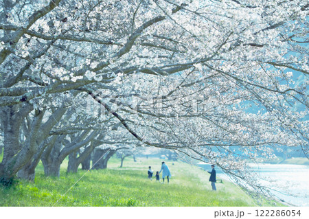 桜の下を歩く家族（雲南市三刀屋） 122286054