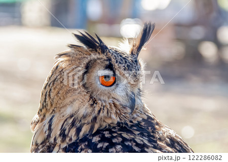 羽角が風で揺れて精悍かつ虹彩が鮮やかなベンガルワシミミズク 122286082