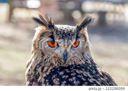 羽角が風で揺れて精悍かつ虹彩が鮮やかなベンガルワシミミズク 122286084