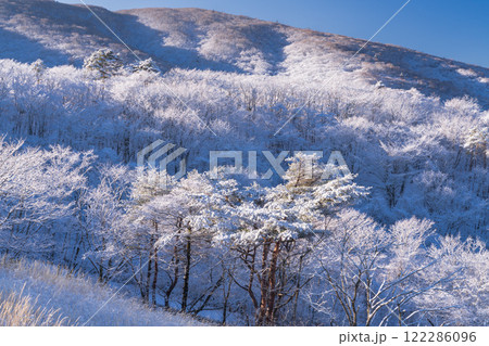 《山梨県》樹氷の森・山中湖パノラマ台の眺望 122286096