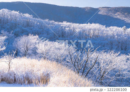 《山梨県》樹氷の森・山中湖パノラマ台の眺望 《山梨県》樹氷の森・山中湖パノラマ台の眺望 122286100