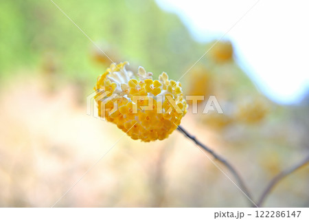関東地方・蓑毛のミツマタ・三ツ股のイメージ・神奈川県秦野市蓑毛(5) 関東地方・蓑毛のミツマタ・三ツ股のイメージ・神奈川県秦野市蓑毛(5) 122286147