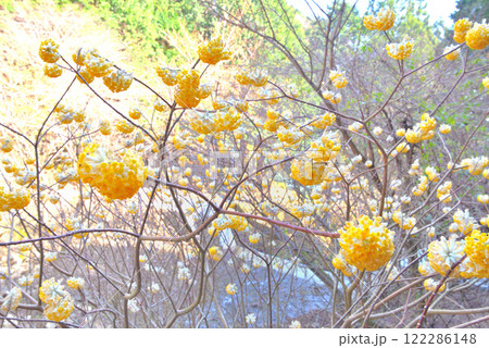関東地方・蓑毛のミツマタ・三ツ股のイメージ・神奈川県秦野市蓑毛(6) 関東地方・蓑毛のミツマタ・三ツ股のイメージ・神奈川県秦野市蓑毛(6) 122286148