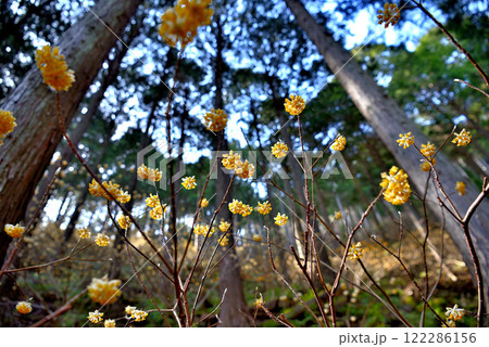 関東地方・蓑毛のミツマタ・丹沢の登山道を三ツ股の群生を眺めて歩くイメージ・神奈川県秦野市蓑毛(3) 122286156