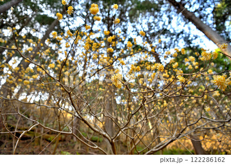 関東地方・蓑毛のミツマタ・丹沢の登山道を三ツ股の群生を眺めて歩くイメージ・神奈川県秦野市蓑毛(9) 関東地方・蓑毛のミツマタ・丹沢の登山道を三ツ股の群生を眺めて歩くイメージ・神奈川県秦野市蓑毛(9) 122286162
